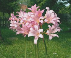 Resurrection Lilies, 2003
